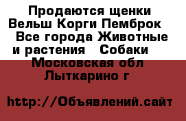 Продаются щенки Вельш Корги Пемброк  - Все города Животные и растения » Собаки   . Московская обл.,Лыткарино г.